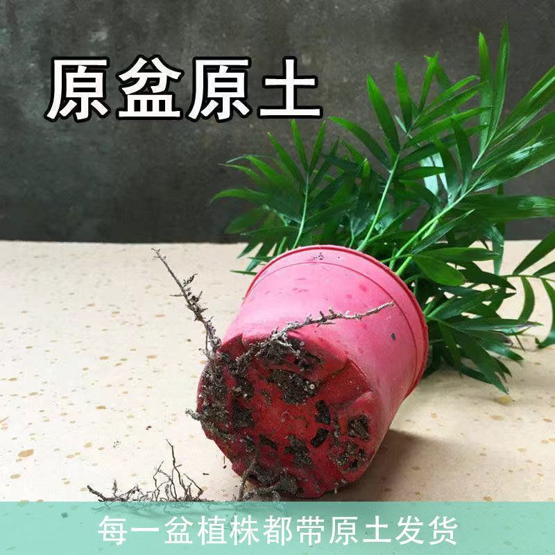 散尾葵盆栽夏威夷竹子凤尾竹室内花卉绿植袖珍椰子室内大型