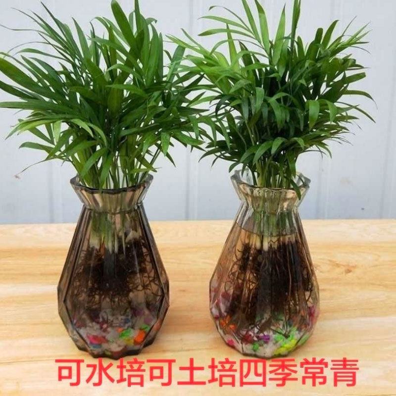散尾葵盆栽夏威夷竹子凤尾竹室内花卉绿植袖珍椰子室内大型