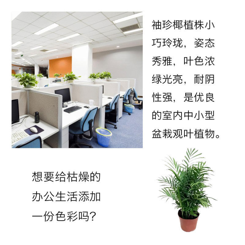 散尾葵盆栽夏威夷竹子凤尾竹室内花卉绿植袖珍椰子室内大型