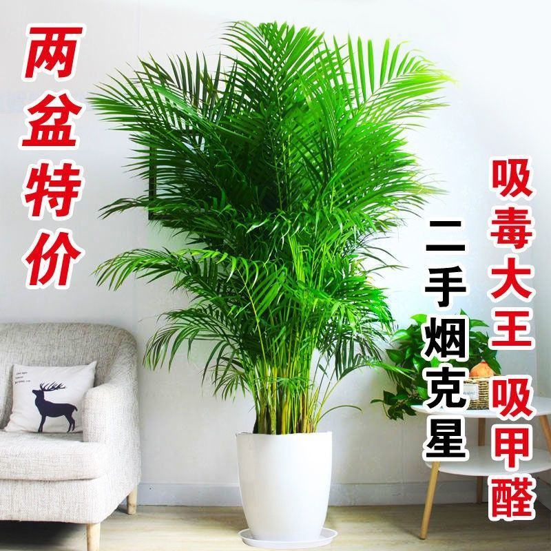散尾葵盆栽夏威夷竹子凤尾竹室内花卉绿植袖珍椰子室内大型
