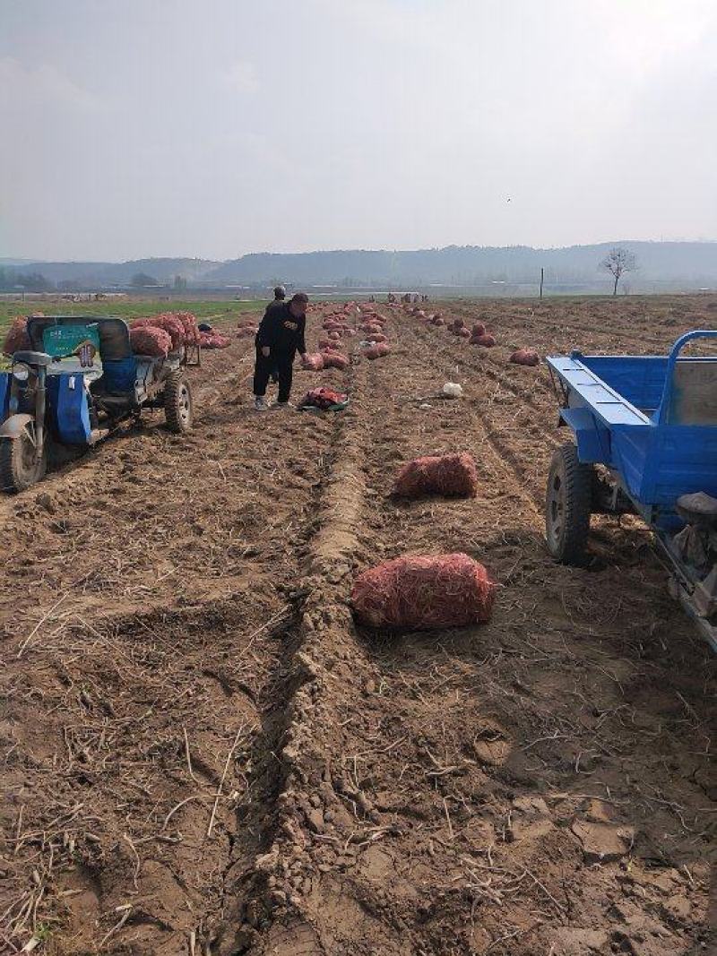 黄花菜苗河南灵宝优质种苗基地高产量品种优良