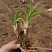黄花菜苗河南灵宝优质种苗基地高产量品种优良