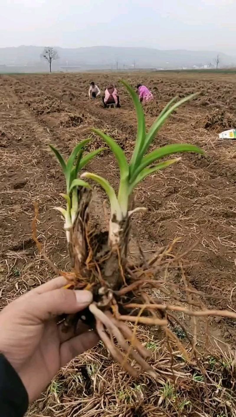 黄花菜苗河南灵宝优质种苗基地高产量品种优良