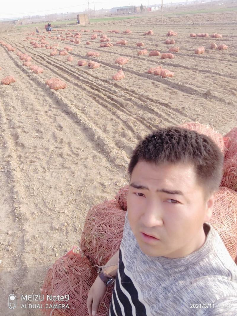 黄花菜苗河南灵宝优质种苗基地高产量品种优良