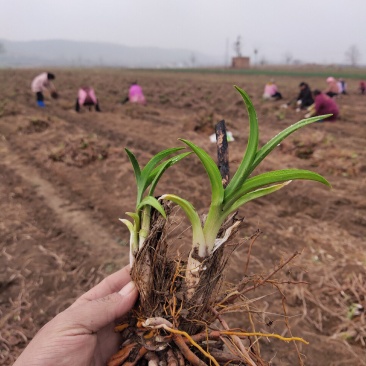 黄花菜苗河南灵宝优质种苗基地高产量品种优良