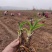 黄花菜苗河南灵宝优质种苗基地高产量品种优良