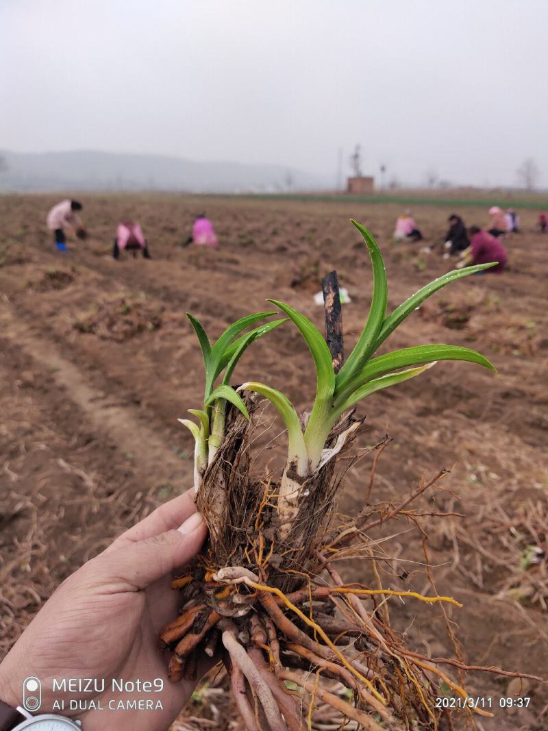 黄花菜苗河南灵宝优质种苗基地高产量品种优良