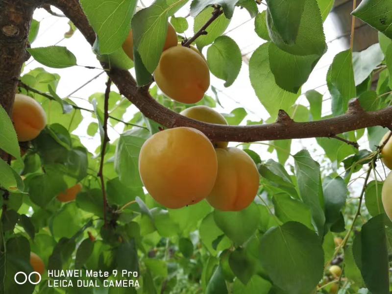 陕西省大荔县杳义成熟，需要的客商来联系