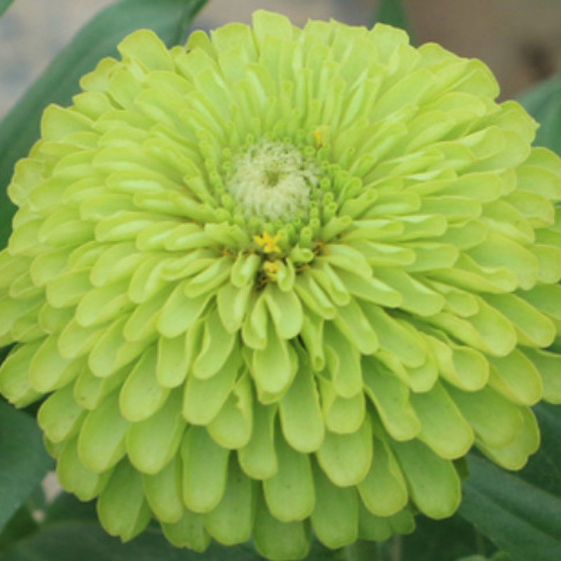 百日草花种子四季易活开花不断播种花草太阳百日菊花卉种子花