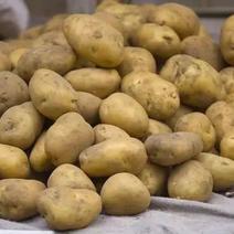 土豆，精品土豆，质量保证