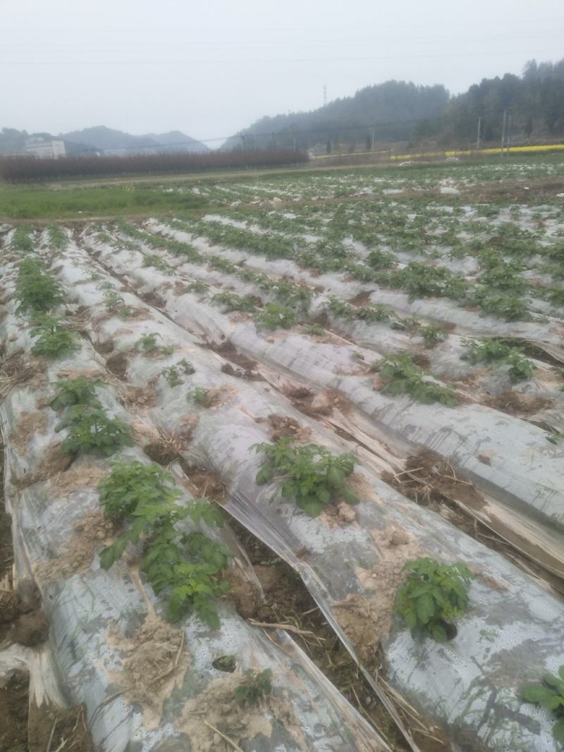 土豆，精品土豆，质量保证