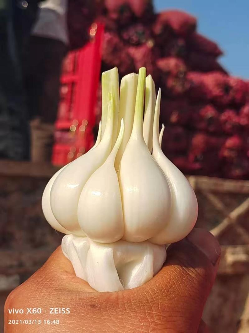 云南紫皮蒜:精品大蒜】：云南大蒜大量上市产地直销需要联系