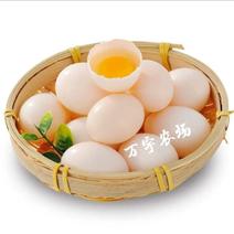 万宇农场商家从源头更安心更放心直供每日新鲜鸽子蛋
