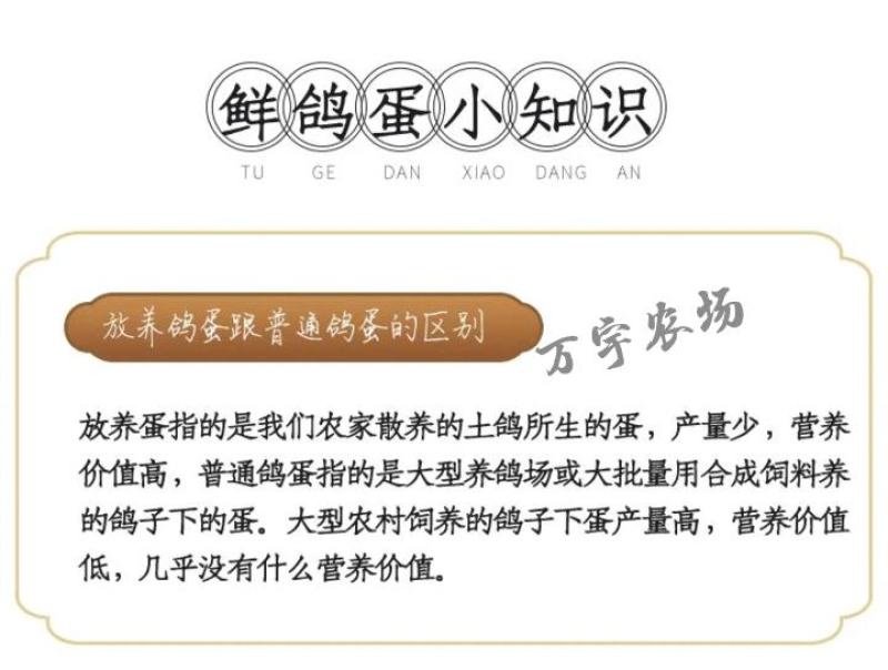 万宇农场商家从源头更安心更放心直供每日新鲜鸽子蛋