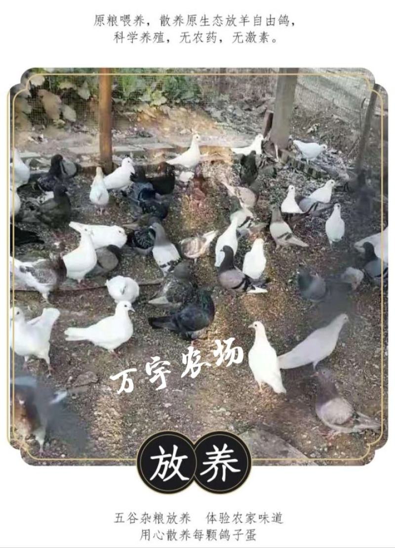 万宇农场商家从源头更安心更放心直供每日新鲜鸽子蛋