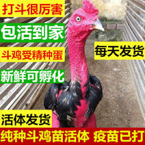 万宇农场商家从源头更安心更放心直供各个时间段斗鸡