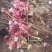 美国红枫扦插小苗，美国红枫秋火熖扦插小苗，红枫扦插小苗，