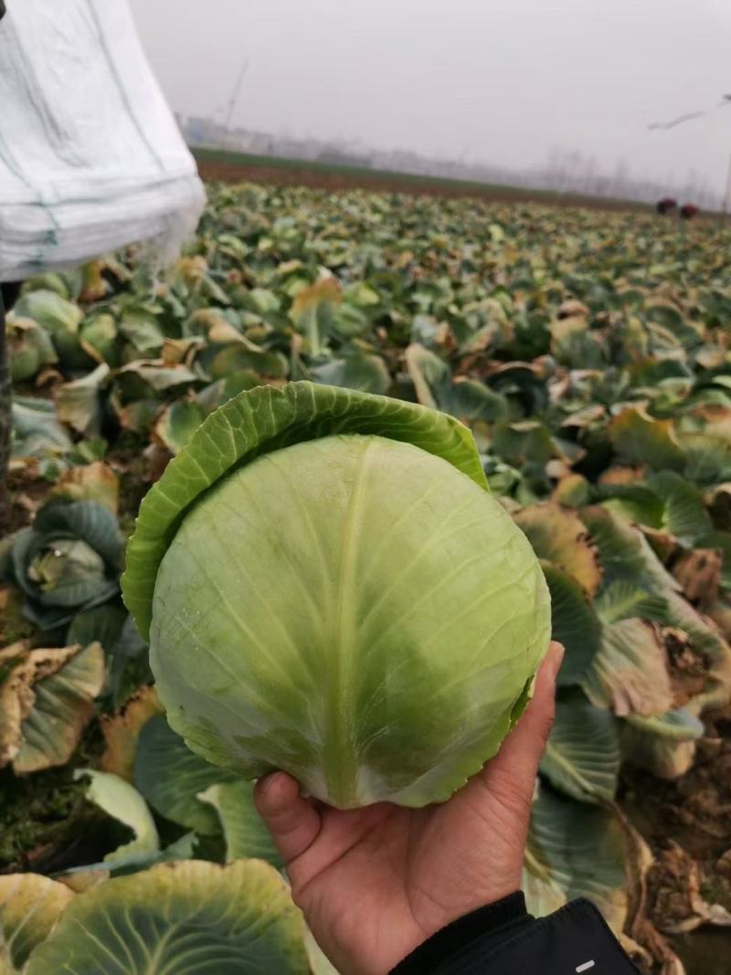 旺旺甘蓝大量上市，颜色鲜绿，个头均匀，货源稳定价格美丽！