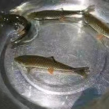 军鱼苗，规格均匀快大，鱼苗直供，技术指导