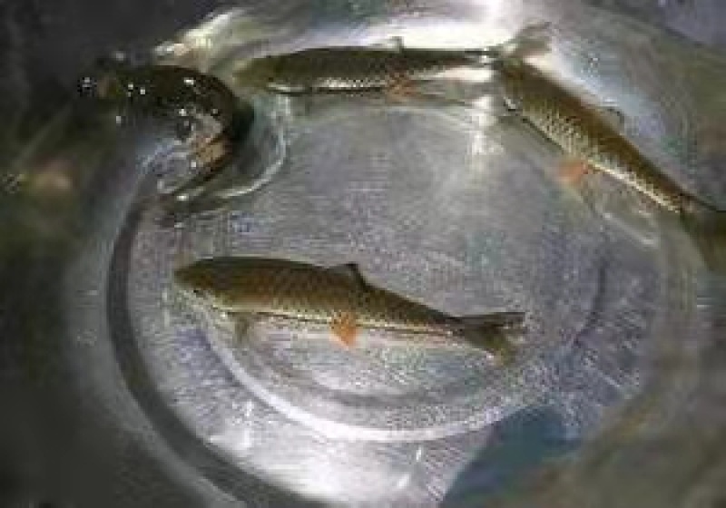 军鱼苗，规格均匀快大，鱼苗直供，技术指导