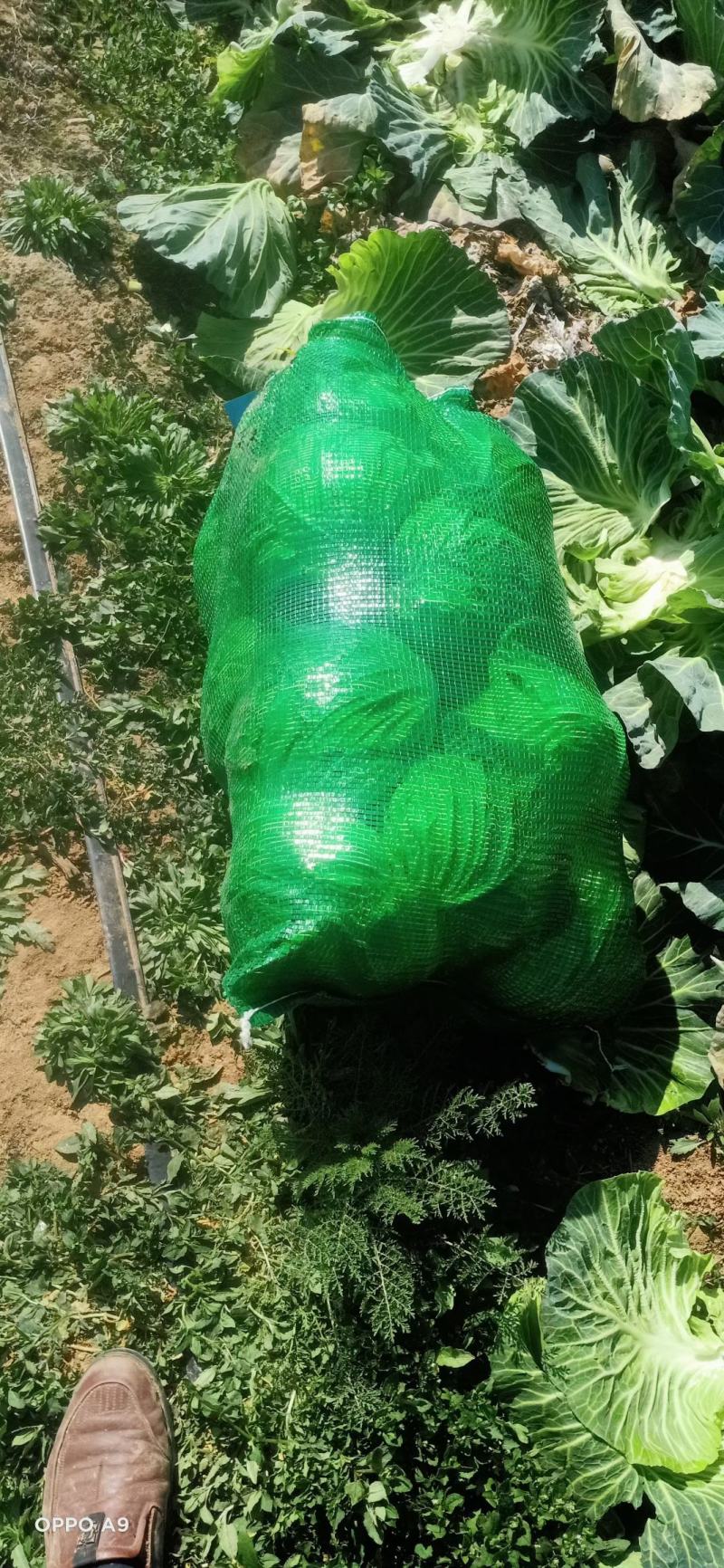 奥奇那扁包大量上市中，颜色绿，个头均匀，提供专业打包团队