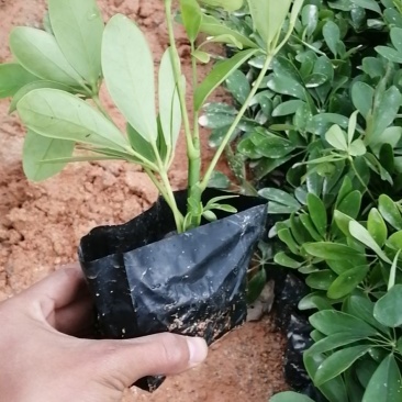 鸭脚木鹅掌柴基地直销量大从优