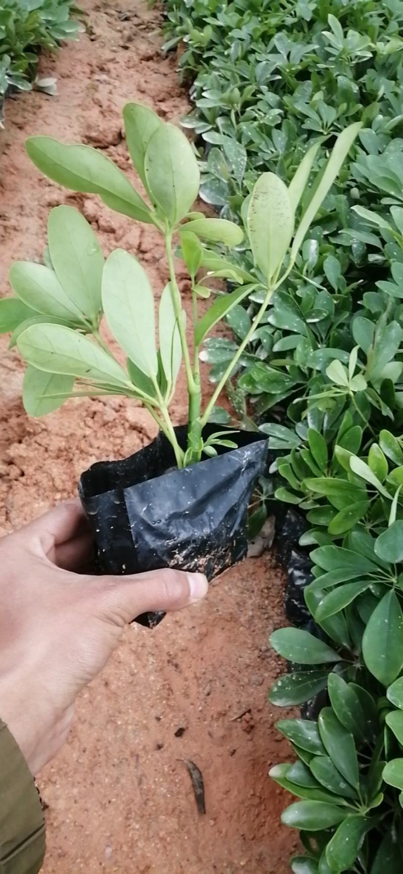鸭脚木鹅掌柴基地直销量大从优