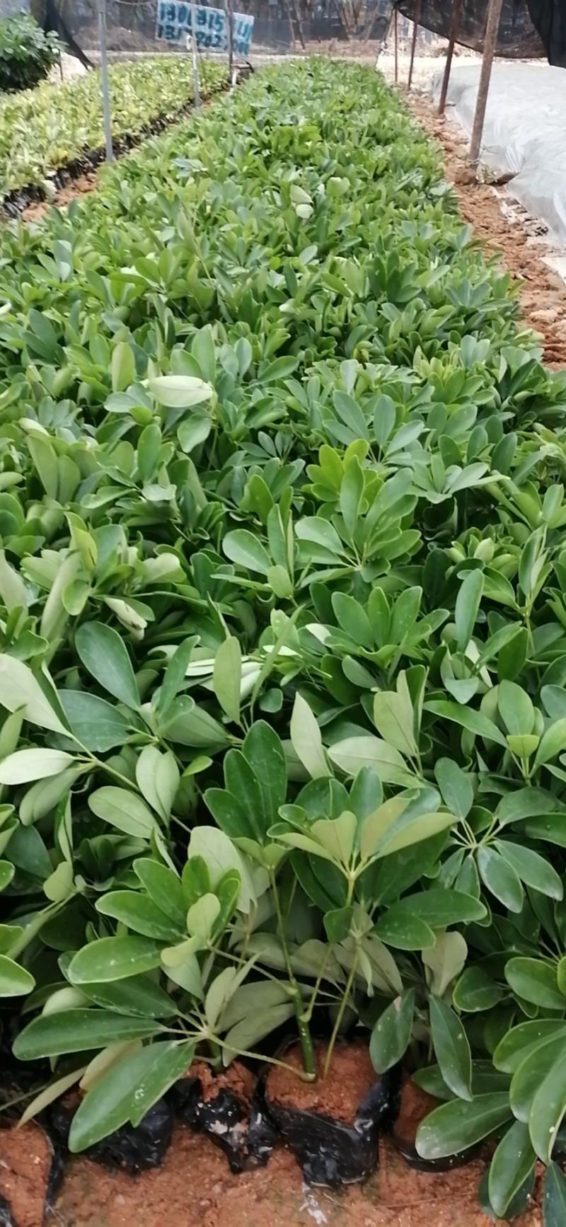 鸭脚木鹅掌柴基地直销量大从优