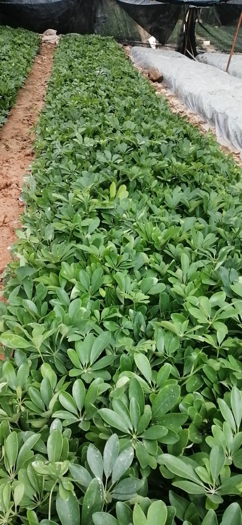 鸭脚木鹅掌柴基地直销量大从优