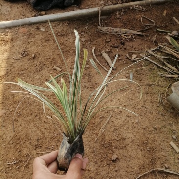 沿阶草绣墩草基地直销量大从优