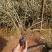 沿阶草绣墩草基地直销量大从优