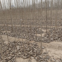 大量出售速生杨树苗，两千多亩地。