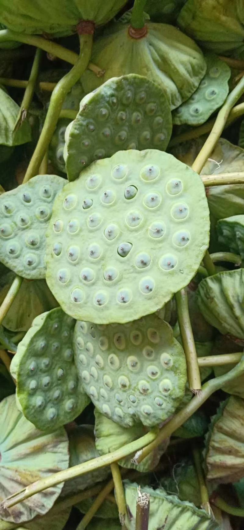 湘莲太空莲粉食用种苗观赏莲种苗水生植物种苗带芽带莲藕种苗