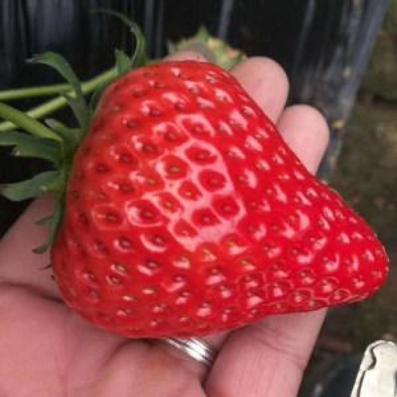 红颜草莓，大量现货，现摘现卖，有需要的可以联系我