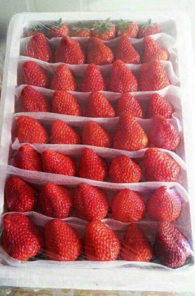 红颜草莓，大量现货，现摘现卖，有需要的可以联系我