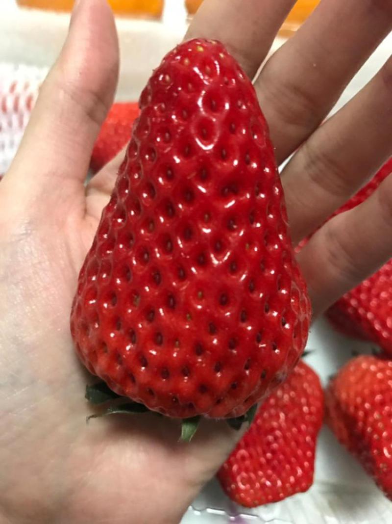 红颜草莓，大量现货，现摘现卖，有需要的可以联系我