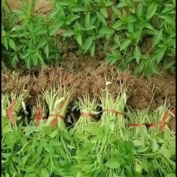 辣椒苗各种蔬菜苗长年育苗