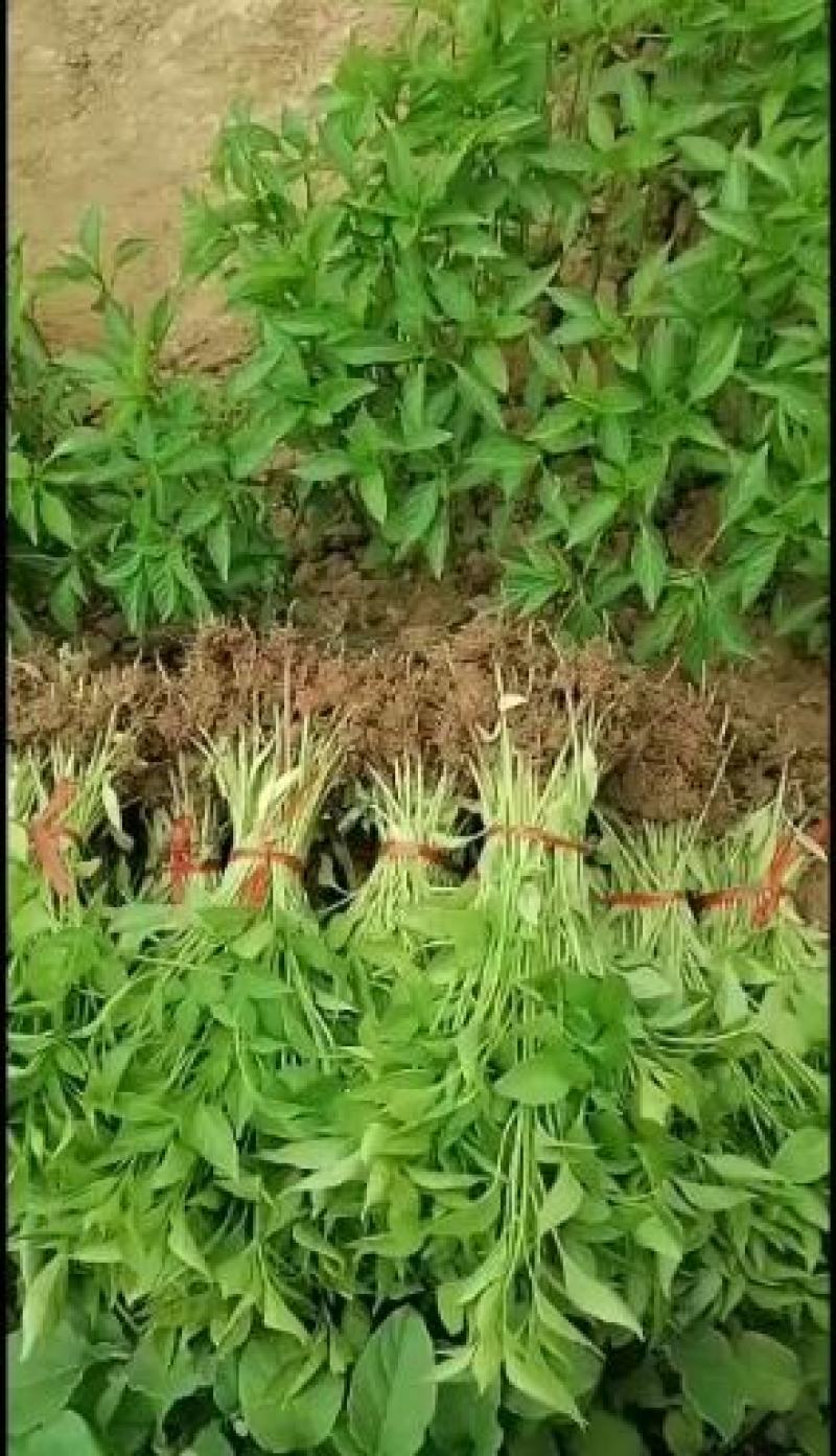 辣椒苗各种蔬菜苗长年育苗
