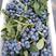 蓝莓直供新品上市欢迎订购另有种苗儿包技术指导。