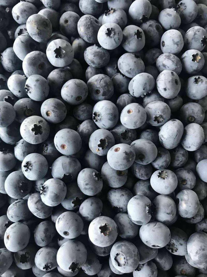 蓝莓直供新品上市欢迎订购另有种苗儿包技术指导。