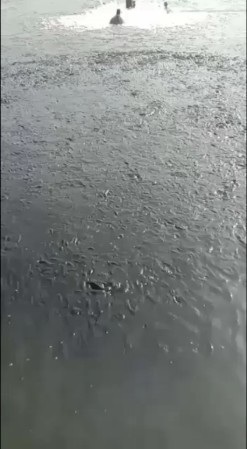 虹鳟鱼，各种规格虹鳟鱼，基地直供，量大可以免费送货。