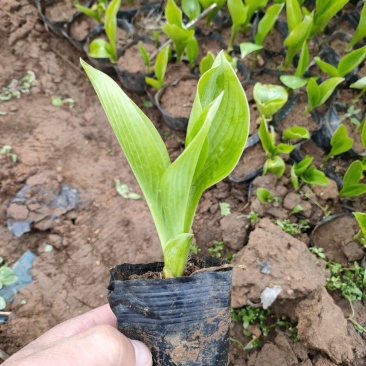 露天紫花玉簪上市，紫花玉簪大量供应，紫花玉簪急售