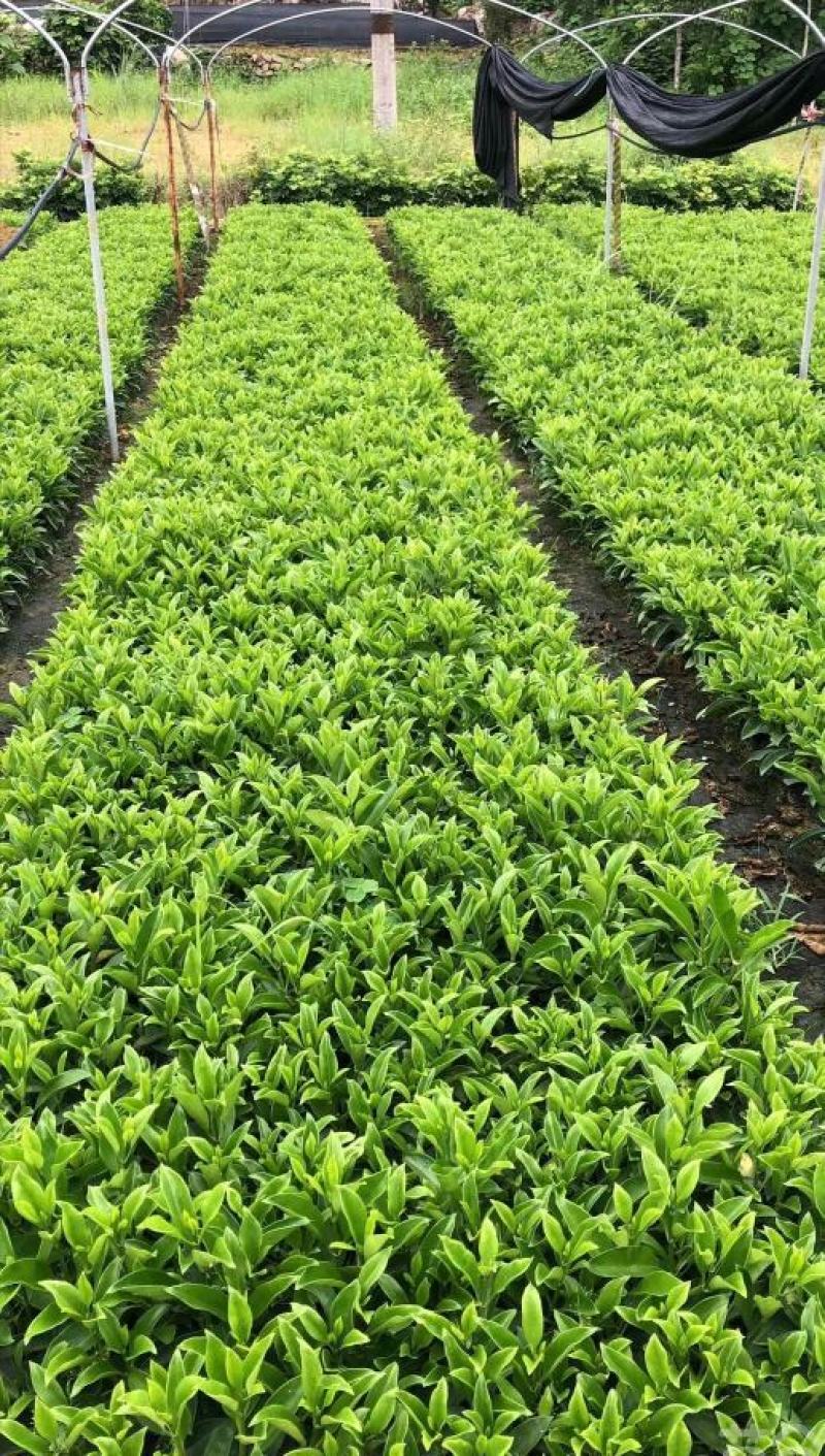非洲茉莉灰莉基地直销量大从优