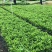 非洲茉莉灰莉基地直销量大从优