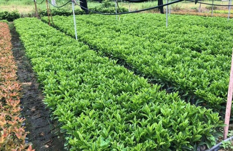 非洲茉莉灰莉基地直销量大从优