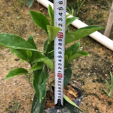 非洲茉莉灰莉基地直销量大从优