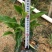 非洲茉莉灰莉基地直销量大从优