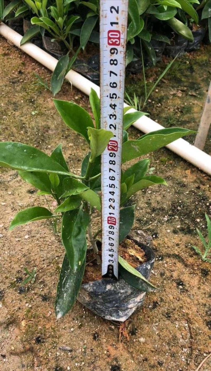 非洲茉莉灰莉基地直销量大从优