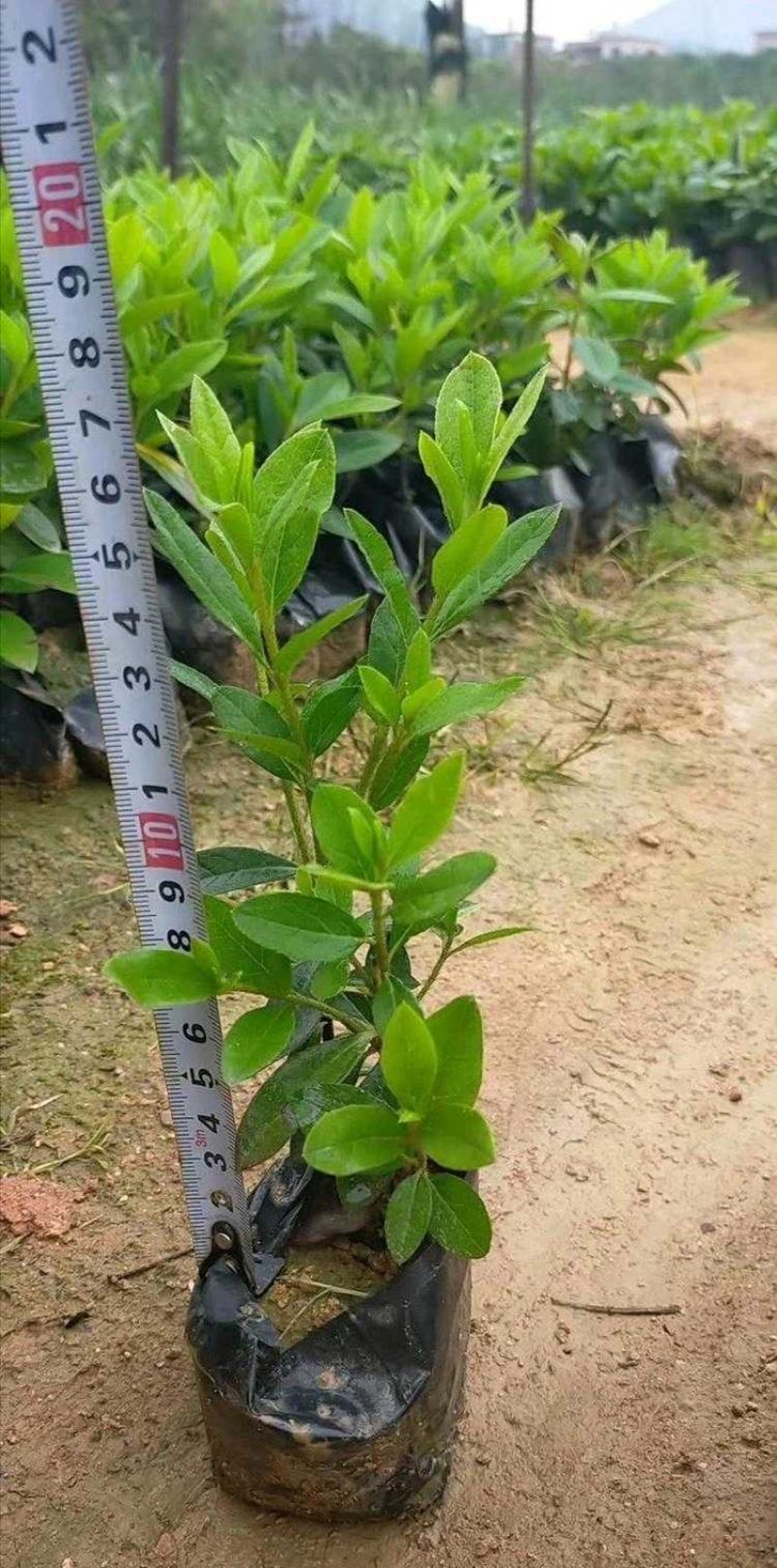 毛杜鹃毛鹃紫鹃基地直销量大从优