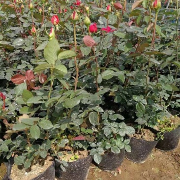大花月季,大花品种月季,品种月季,月季花苗
